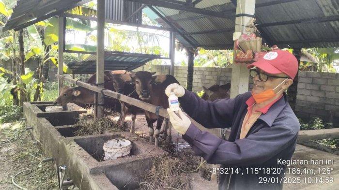 Vaksin PMK - Dinas Pertanian dan Peternakan Distanak melakukan vaksinasi PMK pada sapi, 29 Januari 2025. Pemkab Gianyar Genjot Vaksinasi PMK, Januari Tuntaskan 1.709 Vaksin