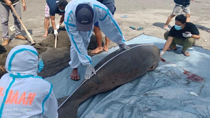 Petugas saat melakukan pengecekan dan identifikasi terhadap satu ekor satwa mamalia laut jenis Dugong yang terdampak di pesisir Pantai Perancak, Kecamatan Jembrana, Sabtu 19 Juli 2025. Dugong Ditemukan Terdampar di Jembrana Bali, Ditemukan Abnormalitas Pada Sistem Pernapasan