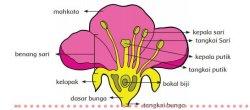 Gambar bunga Kunci jawaban Tema 1 Kelas 6 halaman 6