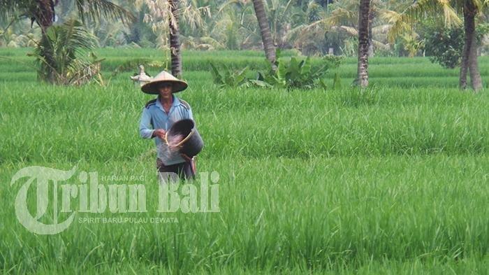 Ilustrasi petani - Petani dan nelayan merupakan salah satu pekerja informal yang juga pekerja rentan, yang sebagian di antaranya telah mendapatkan perlindungan BPJamsostek.