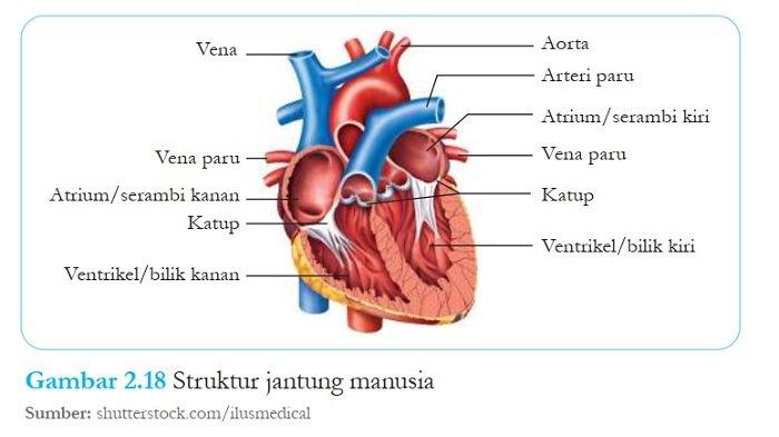 Jawaban Soal IPA Kelas 8 Semester 1 Halaman 56 Kurikulum Merdeka 1