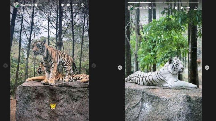 Kode Macan Ze Valente jadi sinyalnya gabung dengan Persija Jakarta.