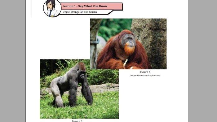 Kunci Jawaban Bahasa Inggris Kelas 9 Halaman 42 43 44 45 46 47 Kurikulum Merdeka