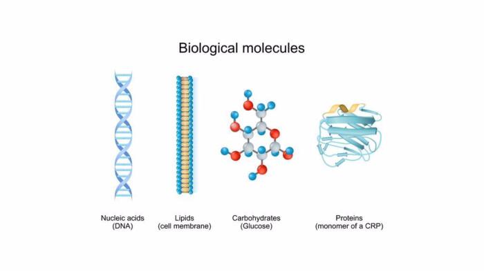 Kunci Jawaban Biologi Kelas 12 Halaman 112