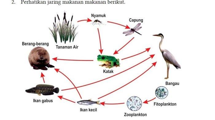 Kunci Jawaban IPA Kelas 10 Semester 2 Halaman 175 176 1