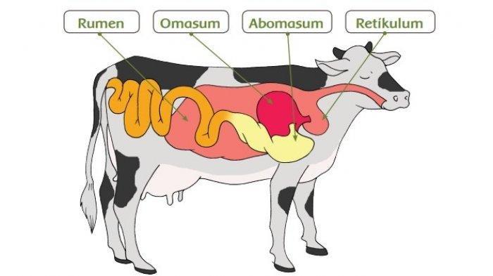 Pencernaan Sapi