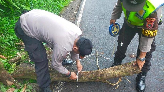 Petugas kepolisian sedang melakukan olah TKP di lokasi pohon tumbang yang menimpa seorang pengendara hingga meninggal, Minggu (31/3/2024) pagi.