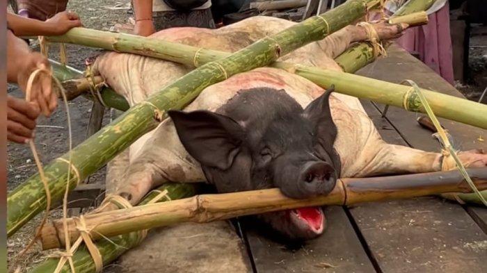 Suasana tradisi Pekakak di Desa Sudaji, Kecamatan Sawan, Senin 22 Juli 2024 - Ribuan Orang Ikuti Iring-iringan Tradisi Pekakak di Sudaji Buleleng, Jro Made: Bentuk Rasa Syukur