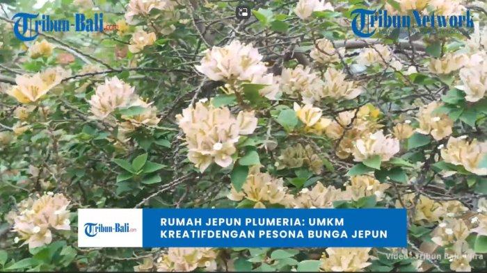 
Rumah Jepun Plumeria Gianyar Bali: UMKM Kreatif dengan Pesona Bunga Jepun 