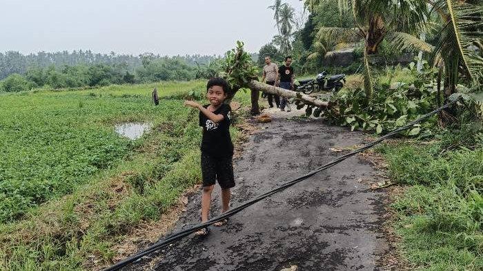 Salah satu kejadian pohon tumbang di Badung pada 24 November 2024.