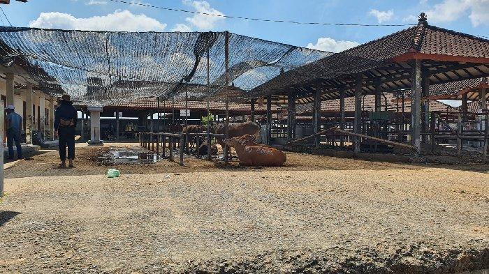 Hari Kedua Pencarian Masih Kosong, Dadong Retu Bawa Dua Sapi Keluar Rumah