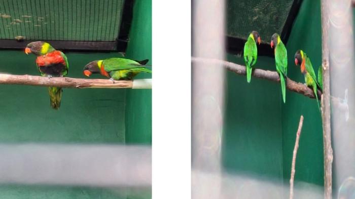 Sebanyak 40 ekor burung Perkici Dada Merah sub-spesies Bali (Trichoglossus forsteni mitchlli) berhasil dipulangkan dari Inggris ke Indonesia. Sejumlah 40 Ekor Burung Perkici Dada Merah Direhabilitasi Di Bali Usai Dipulangkan Dari Inggris