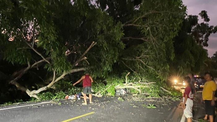 Suasana di lokasi kejadian pasca pohon tumbang dilaporkan timpa pengendara motor di Jalan Raya Denpasar-Gilimanuk wilayah Desa Pengeragoan, Kecamatan Pekutatan, Jembrana, Selasa 19 Maret 2024.