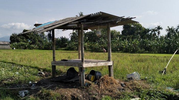 Sebuah gubuk di tengah sawah kawasan Subak Kawis, Desa Budeng, Kecamatan Jembrana yang jadi TKP 12 orang petani semangka tersambar petir, Minggu 28 Januari 2024.