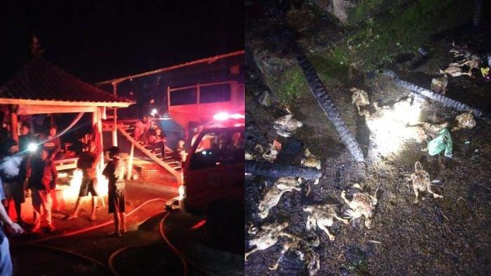 Viral! Kebakaran Kandang Ayam di Karangasem Bali, Pemilik Alami Kerugian Hingga Ratusan Juta