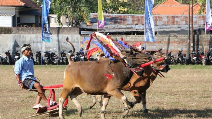 Pelaksanaan Sampi Gerumbungan khas Desa Kaliasem Buleleng. Tradisi ini telah ditetapkan sebagai WBTB Nasional.
