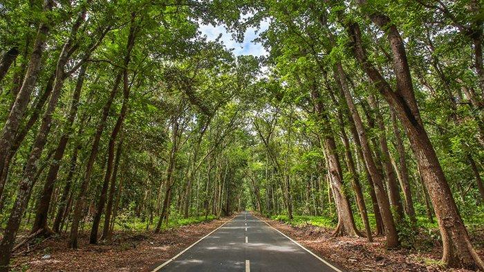 Balai Taman Nasional Alas Purwo (TNAP) mengeluarkan kebijakan baru terkait kunjungan untuk tujuan ibadah (religi) di kawasan tersebut. Umat Hindu yang akan melakukan sembahyang di Pura Luhur Giri Salaka yang berada di kawasan Taman Nasional Alas Purwo tidak dikenakan biaya tiket masuk pengunjung.