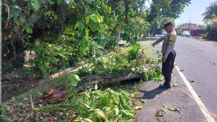 TKP - Suasana di lokasi kejadian seorang pengendara sepeda motor, tertimpa pohon tumbang di jalur nasional Jalan Raya Denpasar-Gilimanuk wilayah Banjar Pasar, Desa Yehembang, Kecamatan Mendoyo, Jembrana, Minggu 1 September 2024.