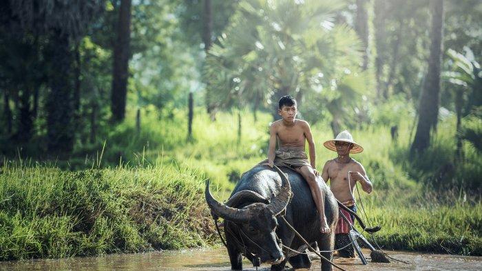 Ilustrasi - Arti Mimpi Dikejar Kerbau Kecil, Melambangkan Segala Keinginan Akan Terwujud