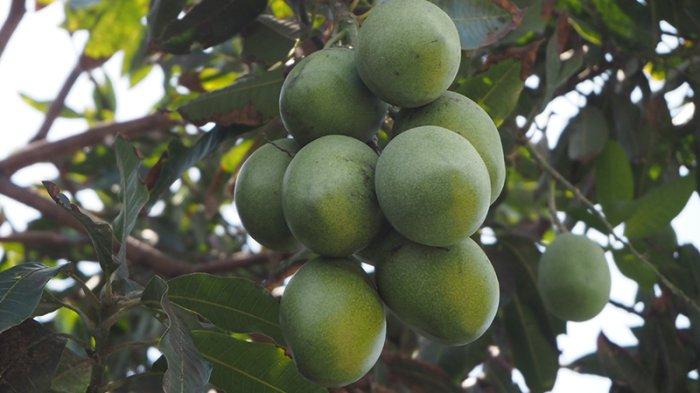 ilustrasi pohon mangga