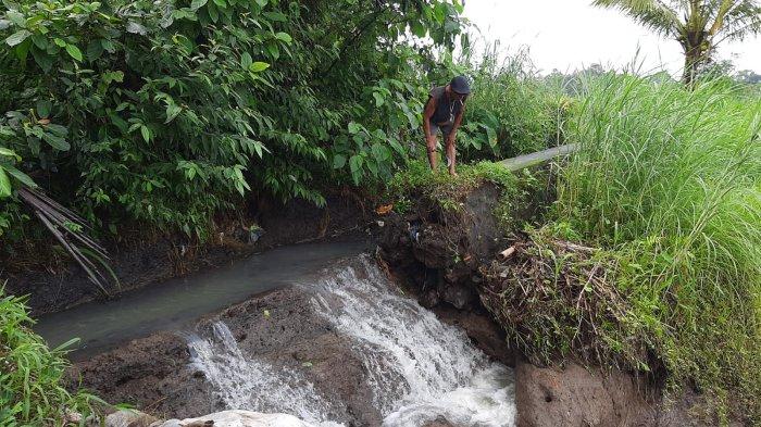 Hujan deras yang terjadi pada Selasa (2/72024) dini hari, menyebabkan air meluap dan mengakibatkan senderan irigasi di wilayah Uma Dangkan, Subak Selisihan Kawan, Desa Selisihan, Kecamatan Klungkung, jebol.