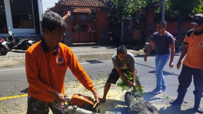 Pohon tumbang di Jalan Raya Buruan, Blahbatuh, Gianyar, Kamis 2 Mei 2024.