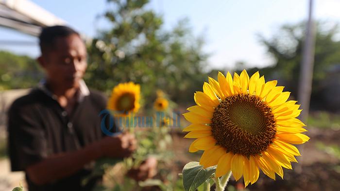 Menurut Fengshui 7 Tanaman Hias Ini Membawa Keberuntungan Bagi Penghuni