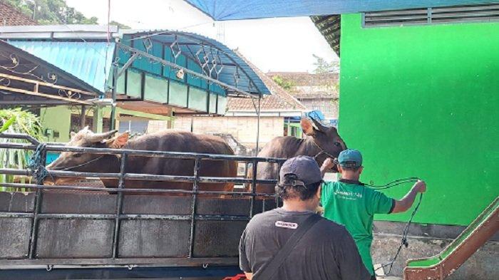 Proses pengantaran hewan qurban di Masjid Agung Bangli. Rabu (28/6/2023)