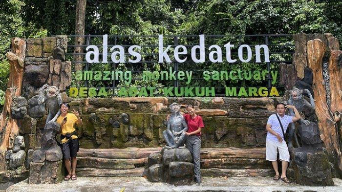 Pengunjung - Alas Kedaton merupakan salah satu destinasi wisata, yang berada di Desa Adat Kukuh Marga, Tabanan, Bali.

Selain menjadi tempat pariwisata, Alas Kedaton juga menjadi tempat perlindungan monyet yang tinggal di tempat itu.

Diutarakan oleh Made, salah satu pemandu wisata, Alas Kedaton sempat mati suri lantaran diterpa pandemi Covid-19.

Sebanyak 202 toko souvenir yang berada di tempat itu terpaksa ditutup dalam jangka waktu yang cukup lama.