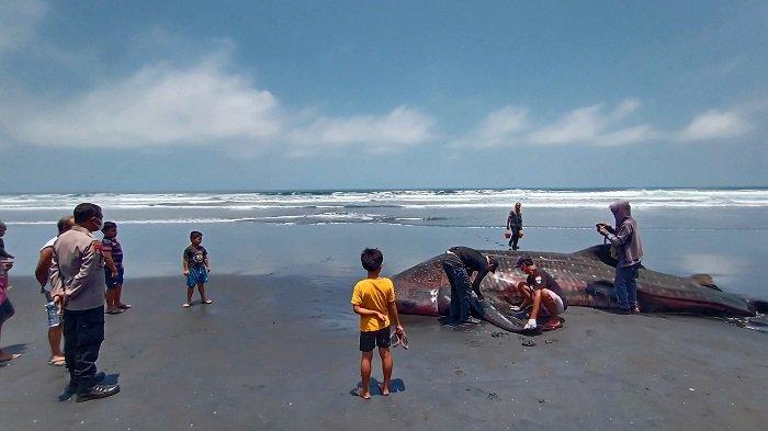 Alat berat saat membantu proses penguburanan bangkai hiu paus yang ditemukan di pesisir Pantai Pekutatan, Banjar Yeh Kuning, Desa/Kecamatan Pekutatan, Jembrana, Jumat 29 September 2023.