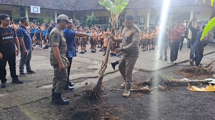 CABUT POHON - Anggota Satpol PP Buleleng menyingkirkan batang pohon yang telah roboh. Pohon pisang ini ditanam oleh ahli waris yang menuntut ganti rugi. 