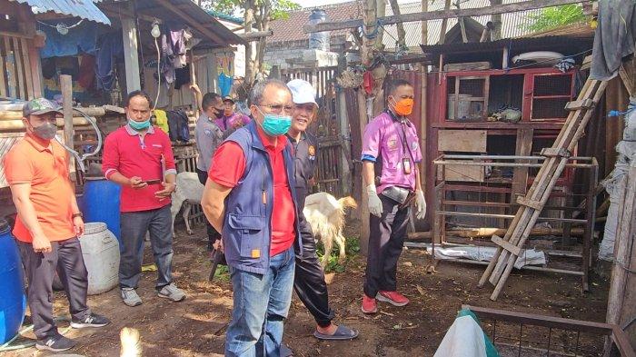 Dinas Pertanian, Pangan, dan Perikanan (DPP) Karangasem gelar pemantauan dan pengecekan hewan qurban di beberapa lokasi qurban, Rabu (28/6/2023) siang.

Pemantauan dan pengecekan hewan qurban menurunkan 15 petugas  kesehatan.  Meliputi dokter hewan dan petugas lain.

Kepala Dinas PPP Karangasem, Nyoman Siki Ngurah, mengatakan, petugas yang diturunkan jelang penyembelihan menyisir 40 titik yang tersebar di empat kecamatan.