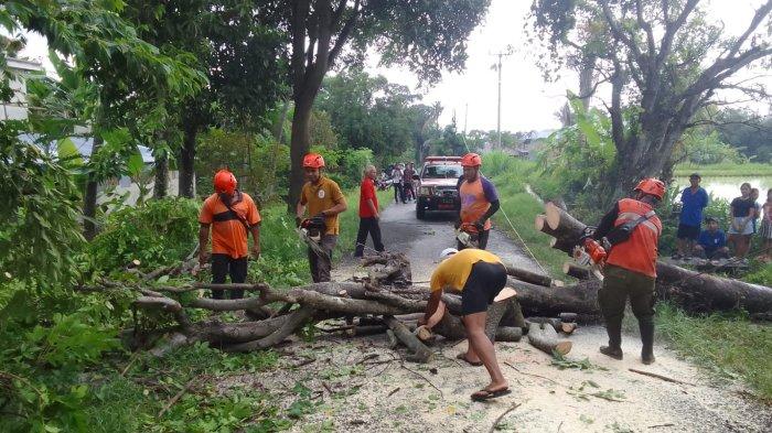 Tim Reaksi Cepat (TRC) BPBD Buleleng, saat mengevakuasi material pohon tumbang di Banjar Tingkih Kerep, Desa Jinengdalem, Kecamatan Buleleng. Rabu (15/1/2025).