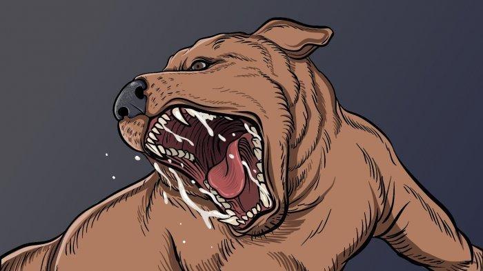 ILUSTRASI -  Anak laki-laki bernama I GAFW tersebut, meninggal dunia diduga suspek rabies. Sebab ada riwayat yang bersangkutan sempat digigit anjing, lalu anjing tersebut mati tiga pekan kemudian. 