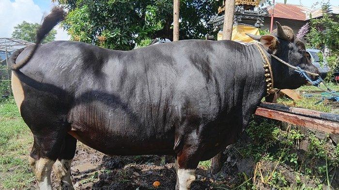 Dibeli Presiden - Sapi Bali milik Ketut Sukata, yang dibeli Presiden Prabowo Subianto. Sapi ini memiliki berat 7,7 Kwintal.