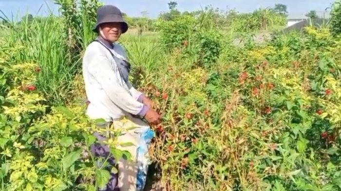 Petani bunga pacar air di Desa Tangkas, Klungkung, Jumat (28/7/2023).