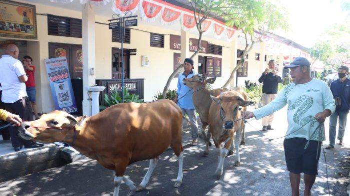  Satreskrim Polres Jembrana saat menggelar perkara kasus pencurian empat ekor sapi di empat TKP berbeda di halaman Mapolres Jembrana, Senin 3 Juli 2023.