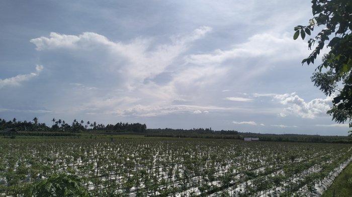 PANAS – Hamparan sawah tampak suasana cuaca panas di wilayah Kecamatan Mendoyo, Kabupaten Jembrana, Senin (10/3). BMKG prediksi musim kemarau terjadi di bulan Mei.