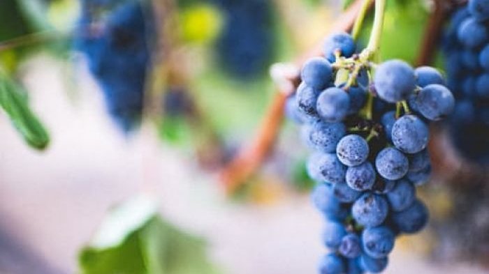 Ilustrasi - Petani anggur asal Banjar Dinas Kuwum, Desa Ringdikit, Luh Merta (65) mengatakan, ia memiliki kebun anggur seluas 20 are. Dalam waktu dekat anggur miliknya memasuki masa panen. Tapi ukuran buah yang dihasilkan kecil, lantaran pohon anggur tidak mendapatkan air yang cukup.