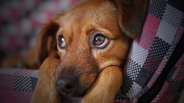 Ilustrasi Anjing - Waspada! 13 Arti Mimpi Anjing Melarikan Diri, Pertanda Tidak Menyenangkan