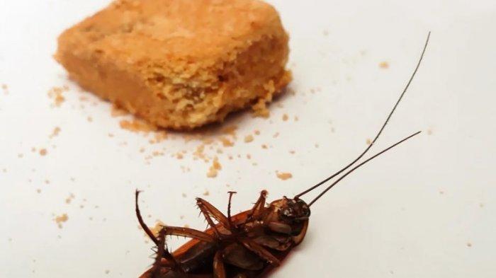 Ilustrasi kecoa di rumah - 8 Arti Mimpi Kecoa, Pertanda Masalah Kesehatan Hingga Ketakutan