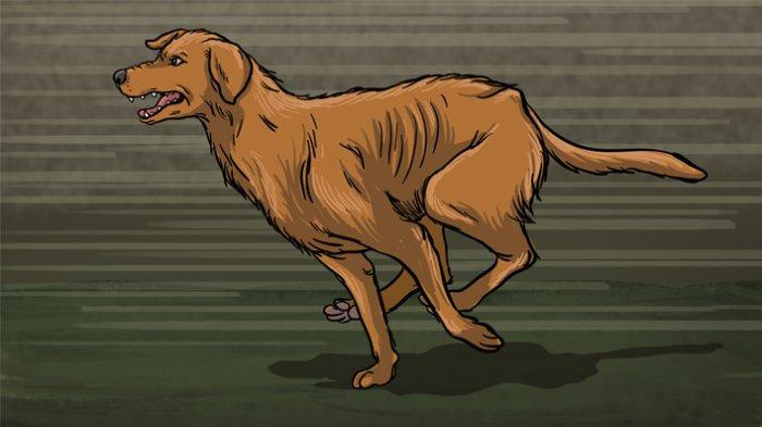 Ilustrasi - Populasi anjing tahun 2023 di Gianyar yang tercatat sebanyak 88.824 ekor. Sementara jumlah penduduk Gianyar tahun itu sekitar 507.000 jiwa. Dengan luas Kabupaten Gianyar, terdapat 241 ekor anjing per satu kilometer persegi. Ada anjing peliharaan hingga anjing liar.