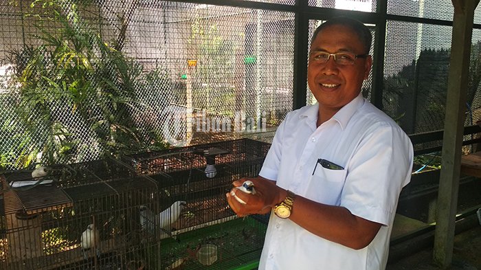 Kembangbiakan Burung Berkicau, Banjar Lateng Abiansemal Bakal Jadi ...