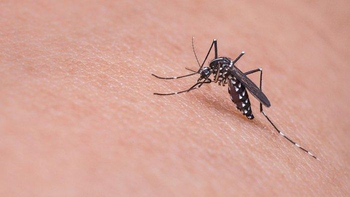 Ilustrasi nyamuk - Kasus Demam Berdarah Dengue (DBD) di Karangasem, mencapai sekitar 373 kasus per semester 2023.

Jumlah ini mengalami penurunan dibanding pada periode sama tahun 2022. Kasus DBD tersebar di delapan kecamatan di Karangasem. Diantaranya Manggis, Bebandem, Abang.

Kepala Dinas Kesehatan (Dinkes) Kabupaten Karangasem, Gusti Bagus Putra Pertama, mengungkapkan, kasus DBD di Karangasem alami penurunan dibandingkan periode sama 2022.