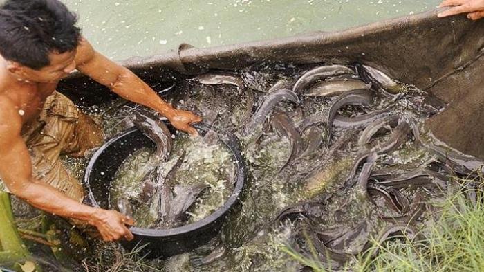 Ilustrasi peternak ikan lele - Kasus penipuan kembali terjadi di Kabupaten Karangasem. Seorang pemilik warung inisial D asal Padang Kerta, Kecamatan Karangasem tertipu sebanyak 400 juta. Terlapornya adalah KA. Modus penipuannya yakni korban dijanjikan menang tender benih lele di Badung.