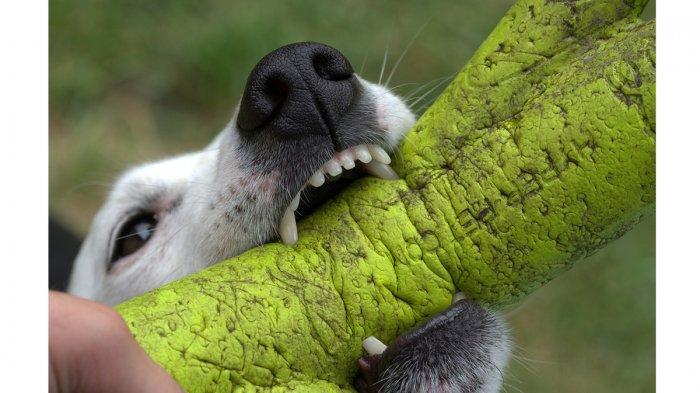 Mimpi Digigit Anjing Di Kaki: Arti Tersembunyi Dan Pesan Penting Mimpi Digigit Anjing Di Kaki: Arti Tersembunyi Dan Pesan Penting