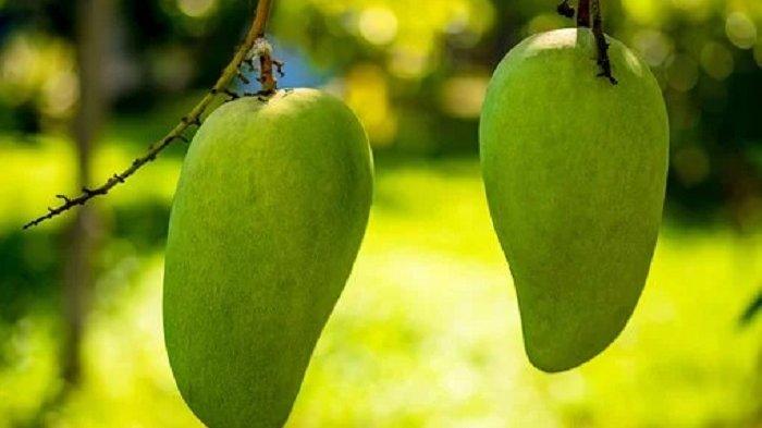 Manfaat Buah Mangga Bagi Kesehatan Pencernaan