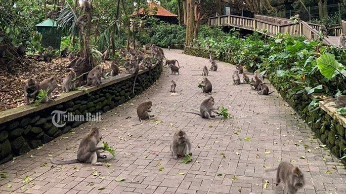 Monkey Forest Ubud, Gianyar, Bali.