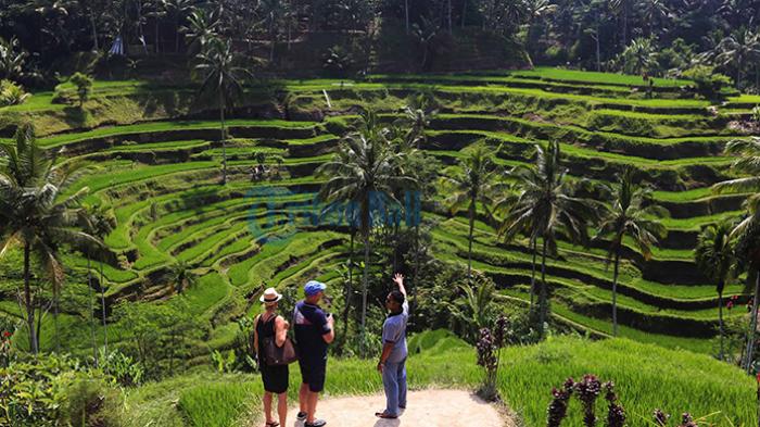 Seorang pemandu wisata menjelaskan objek wisata pemandangan terasering sawah di Desa Ceking, Tegalalang, Gianyar. Keindahan alam menjadi faktor Pulau Bali terpilih sebagai pulau terbaik peringkat kedua di dunia dan pertama di Asia tahun 2015.