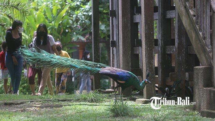 Pengunjung berwisata di Bali Bird Park, Gianyar, Minggu (19/9/2021).